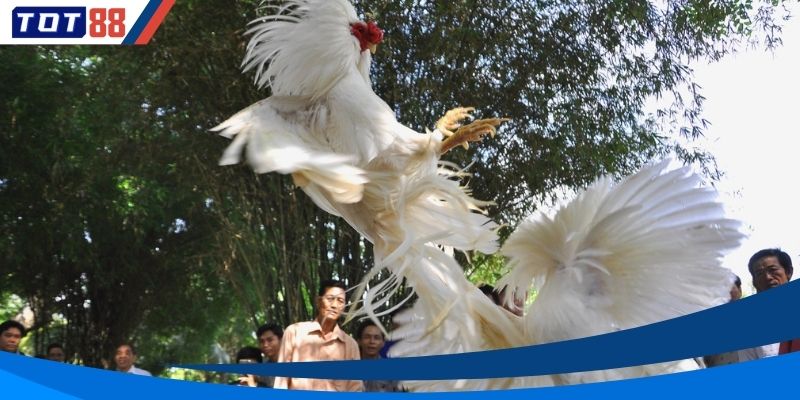 Cá cược đá gà hấp dẫn nhiều người chơi tại Việt Nam