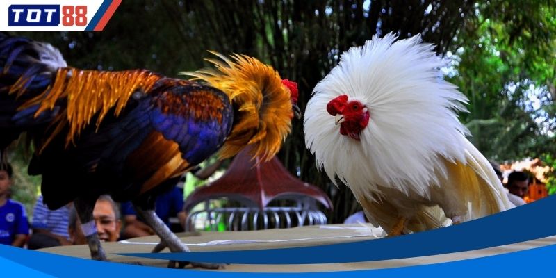 Người chơi nên ưu tiên chọn cửa Meron để tăng khả năng trúng