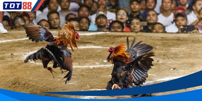 Lý do giúp ưu đãi được nhiều người chơi yêu thích