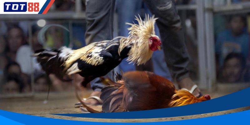 Những ưu điểm chỉ có tại nhà cái TOT88