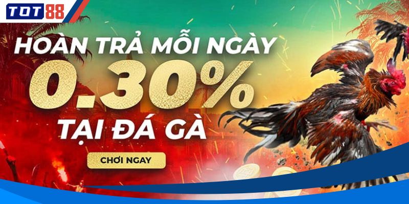 Hoàn Trả Đá Gà Bí Kíp Giữ Vốn Và Tăng Lợi Nhuận